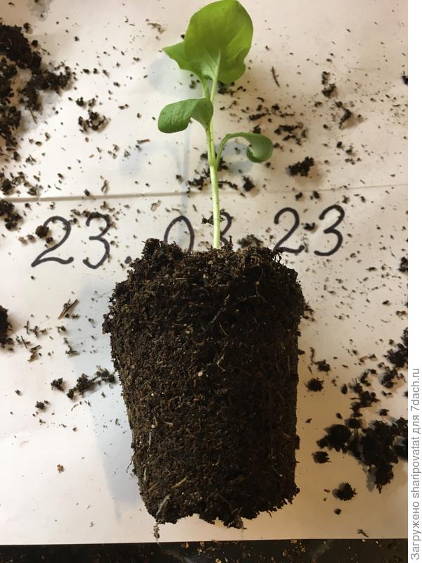 Корневая система готова к пересадке