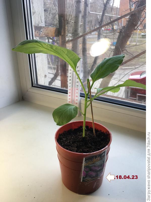 «Полосатый бок» через полтора месяца после посева