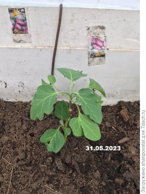 «Полосатый бок» через неделю после пересадки на грядку в теплицу.