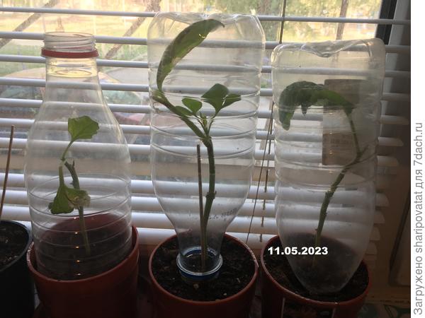 Самые стойкие "полосатики"