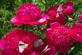 П о з д р а в л я ю!