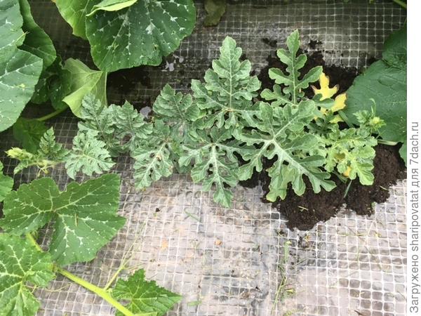 Шуга не выдержал конкуренции ни с природой, ни с соседями