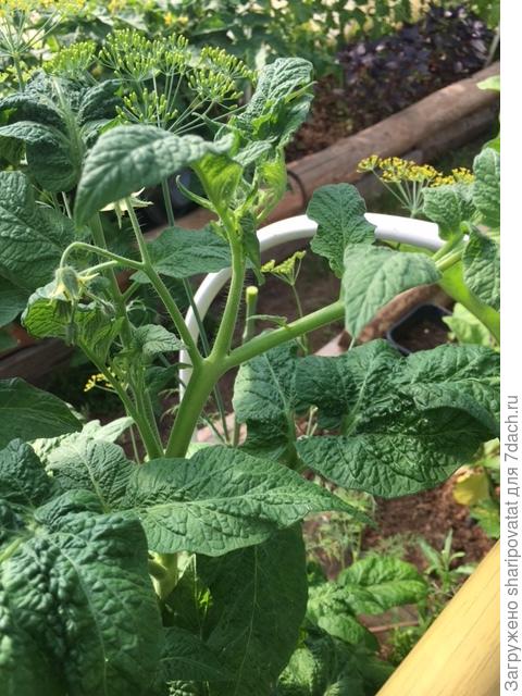 Апельсиновый крем