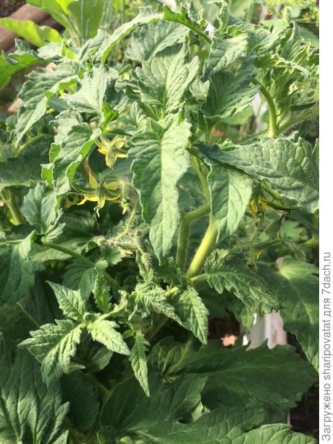 Пурпурное сердце