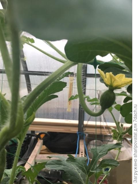 "Сибирские огни" 14 июля