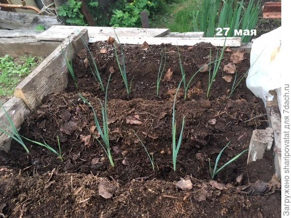 Коламбус через 2 дня после высадки в открытый грунт