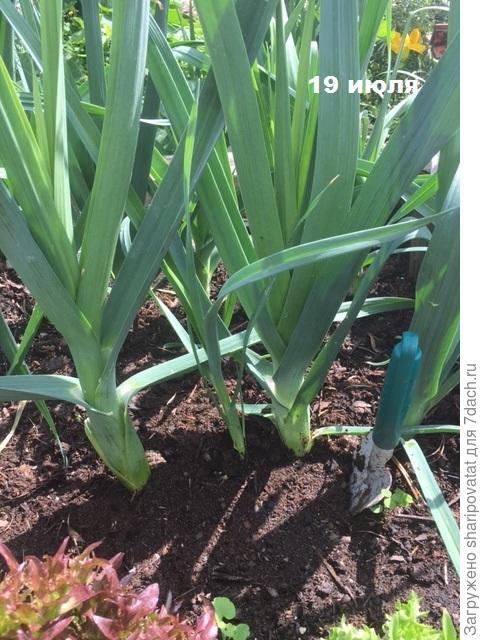 Выкапываем крупный экземпляр