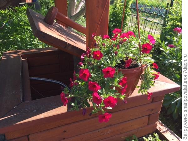 Красавица дочка из январского черенка