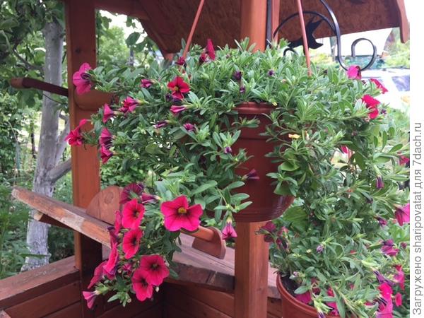 За три недели до обильного цветения