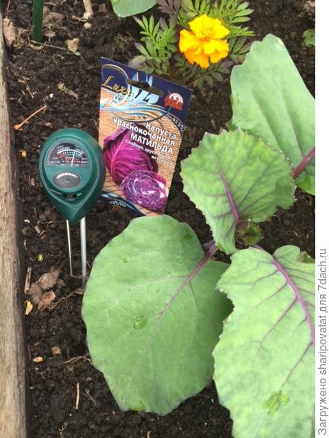 Влажность на третий день после полива капустной грядки. На шкале 7 из 10 единиц.