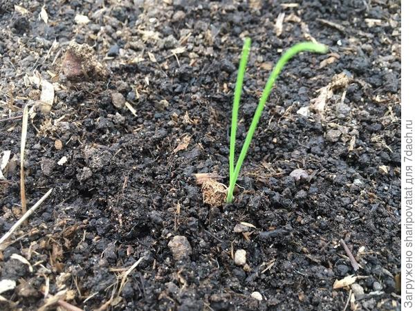 Грустный одинокий рыцарь, каким он навсегда останется в хрониках и памяти очевидцев