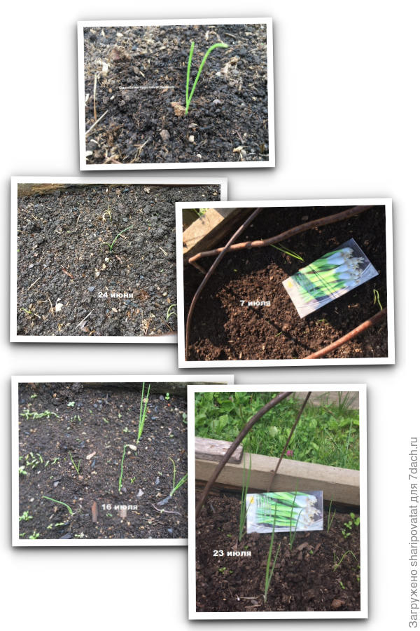 «Рыцарские» луковые хроники