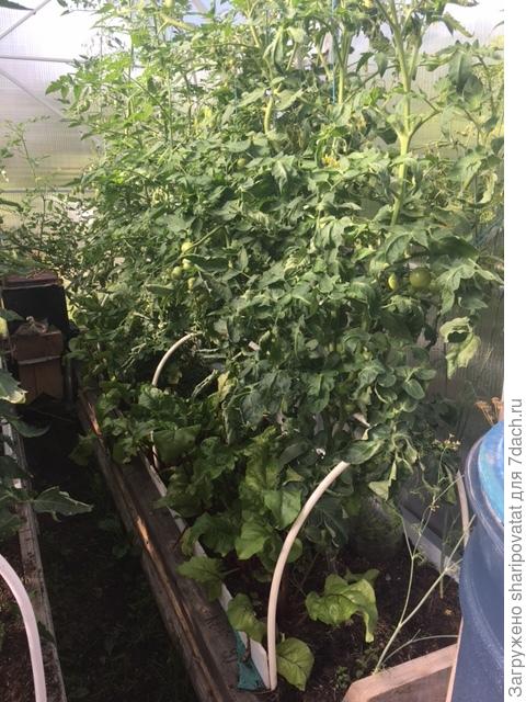 Томаты и свекла на одной грядке: совсем не гармоничные отношения