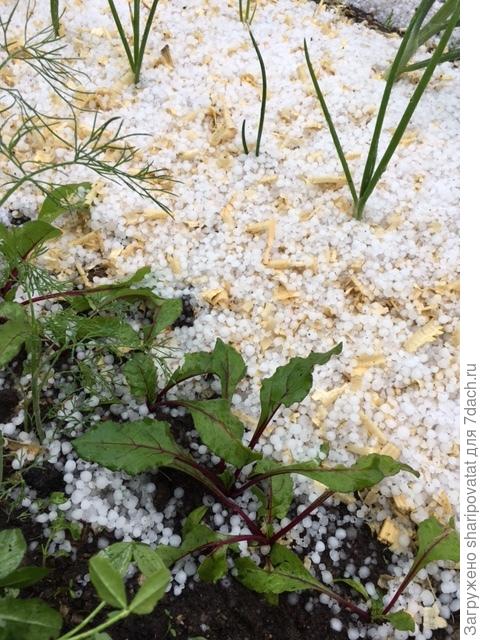 25 июня. Град, засыпавший все посадки