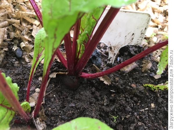 16 июля. Начало формирования корнеплодов в ОГ