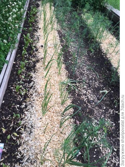 2 июля. Через неделю после стихии: свекла выстояла!