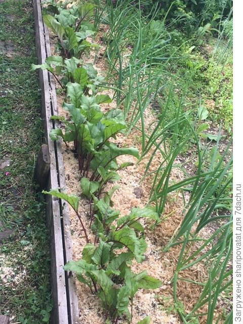 Мульчирование свежими опилками