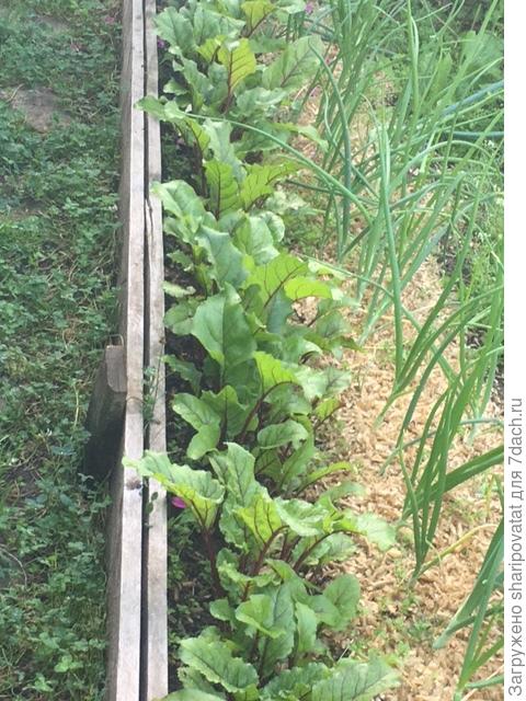 "Мечта кулинара" ускоренными темпами к финишу тестирования