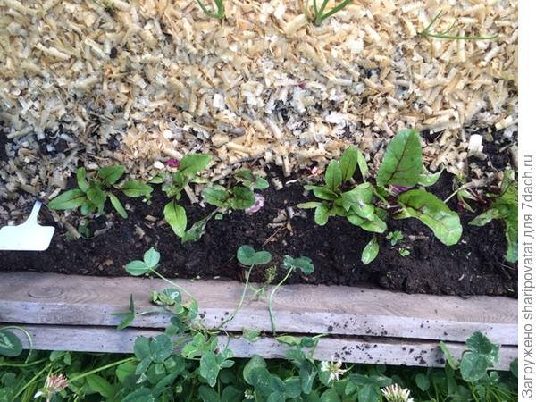 До прореживания