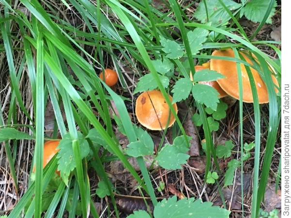 Маленькие маслятки "играют в прятки"