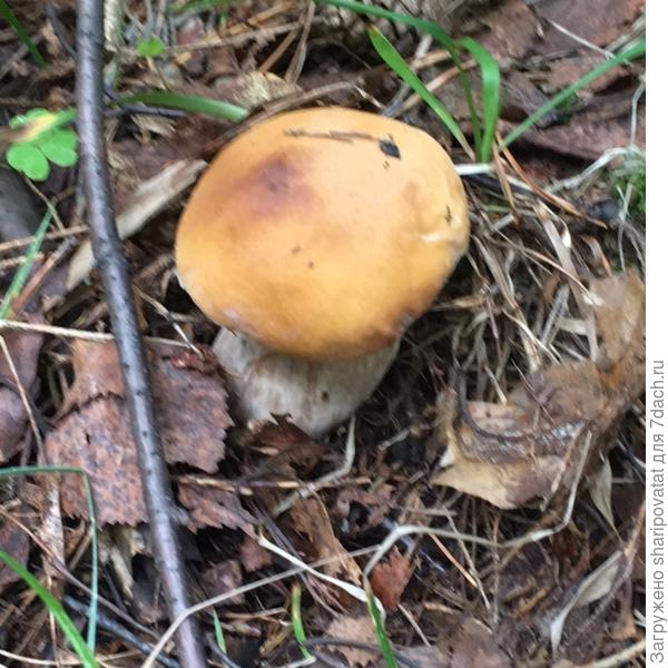 Крепкий боровичок