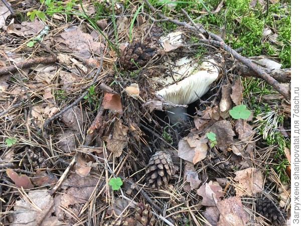 Замаскировавшийся крепкий груздь