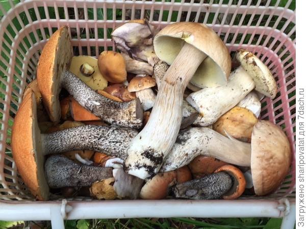 Большие "благородные" притесняют мелких попроще