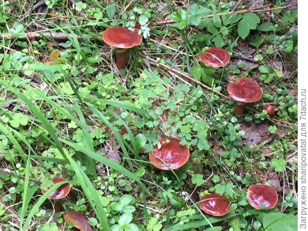 А эти маслята врассыпную