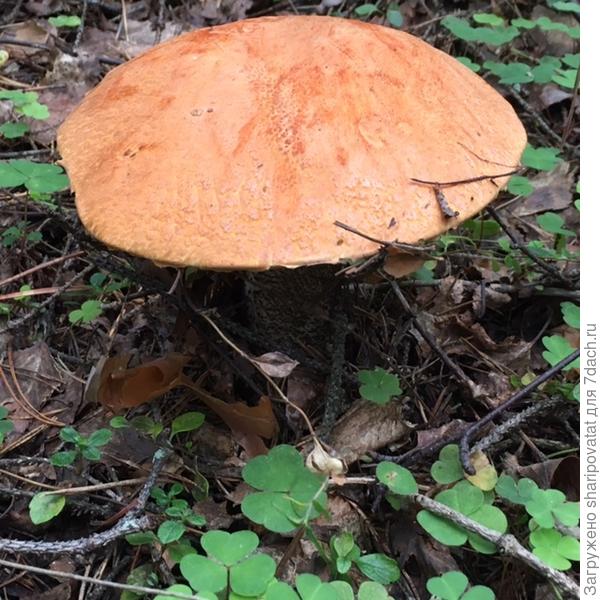 Красавец подосиновик