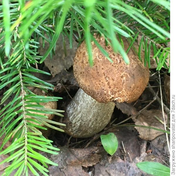 А эти спрятались под молоденькой пихтой