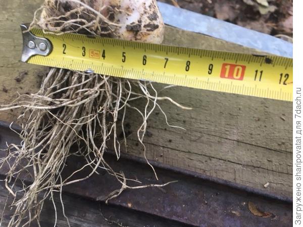 Самая крупная головка чеснока Агат сезона 2023