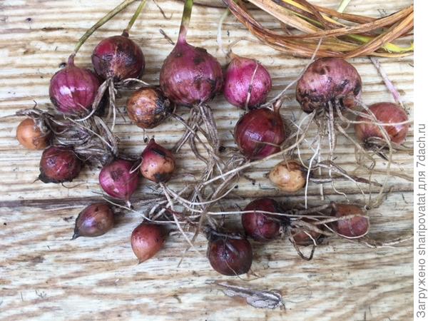 Разносортные и разнокалиберные однозубки первого года