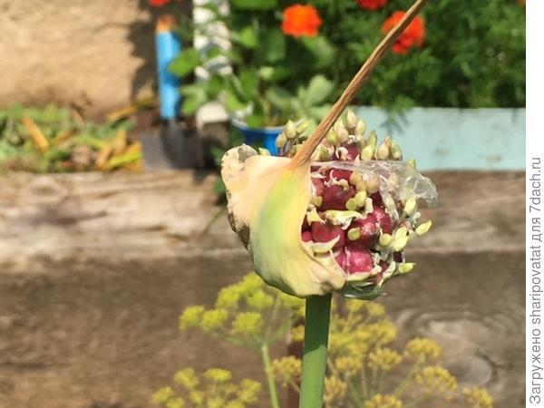 Коробочка с семенами чеснока