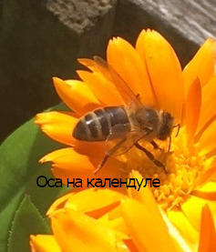 Осы сегодня дольше задерживались на календуле