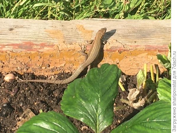 Молоденькая ящерка &quot;позволила&quot; заснять себя на фоне архаичного ограждения клубничной грядки