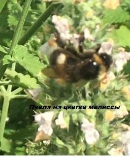 Пчелы перелетали с цветка на цветок мелиссы