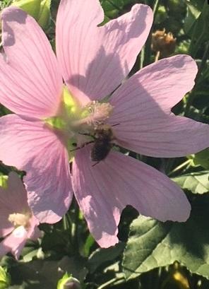 Другая группа пчел собирала заготовки для меда на многолетней мальве