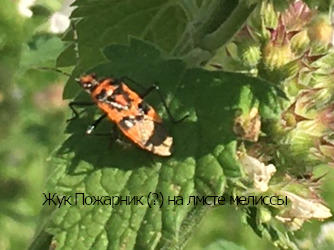 А жук, предположительно, Пожарник обследовал листья мелиссы