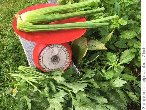 Много сочной зелени