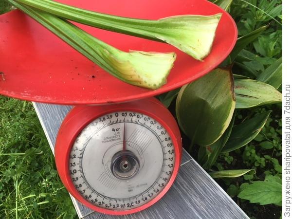 10 августа. Пара черенков на завтрак