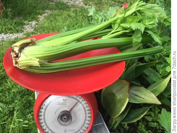 Масса превышает заданную производителем при более ранних сроках созревания