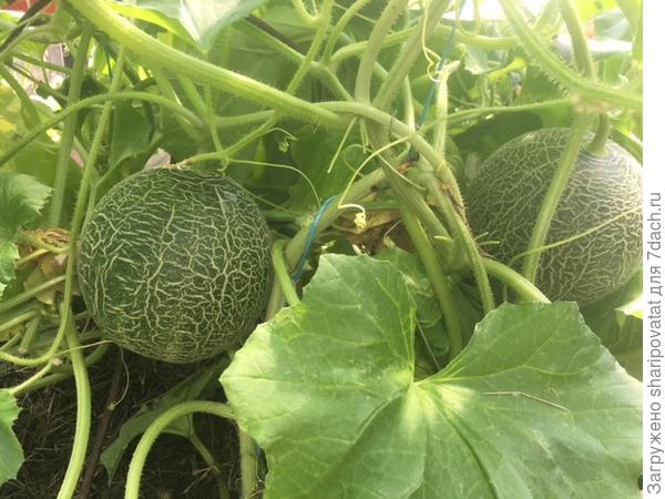 А эти мини-дыньки на краю грядки в теплице, похоже, собираются наконец-то дозревать
