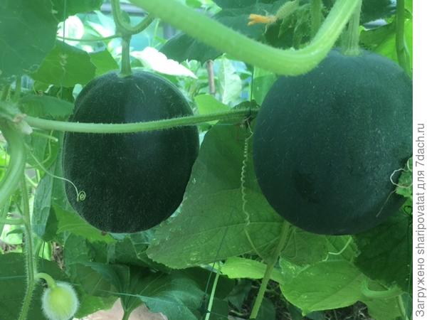 "Затерявшиеся среди огуречных плетей в теплице дынька (слева) и арбузик