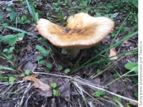 Красавец валуй "почтенного возраста". Для сбора уже не годится, интересен только для фотосессии