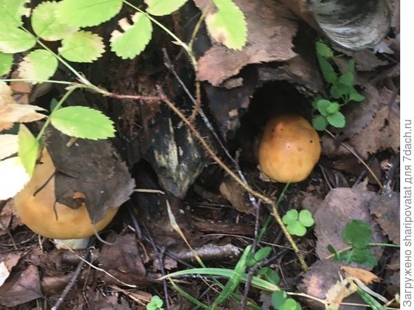 А эти для засола в самый раз!