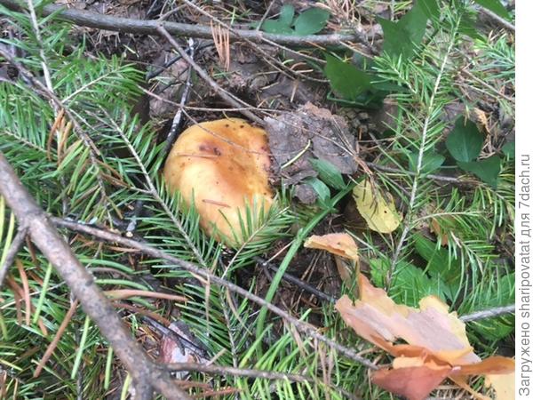 "Прятки", чтоб совсем мимо не прошли