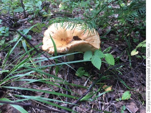 Кокетливо выглядывающая с другой стороны дорожки подружка из той же возрастной категории