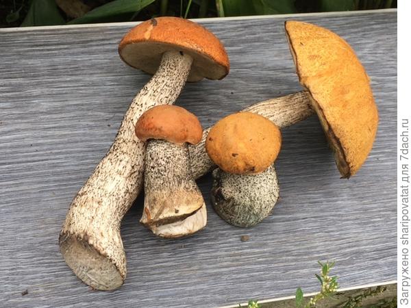 Неожиданный "подарок Лесовичка" на обратном пути. Возвращалась той же дорогой!