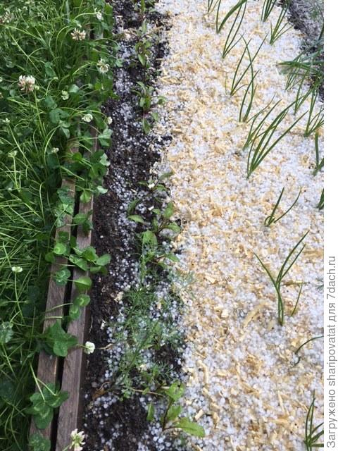 Лук Неман после града в июне