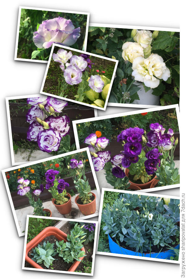 Эустома в августе-сентябре